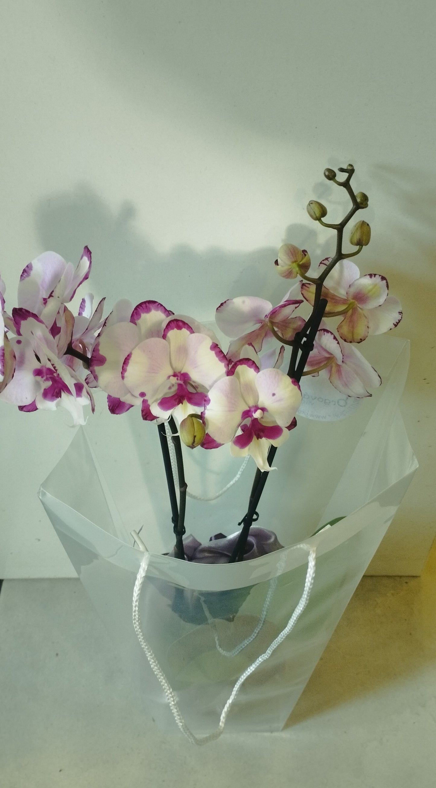 Két ágas élő orhidea díszcsomagolva tasakban