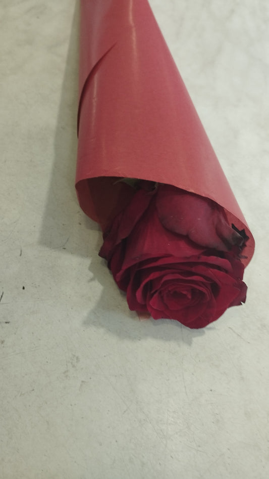 1 száll vörös élö rózsa  tölcsérben