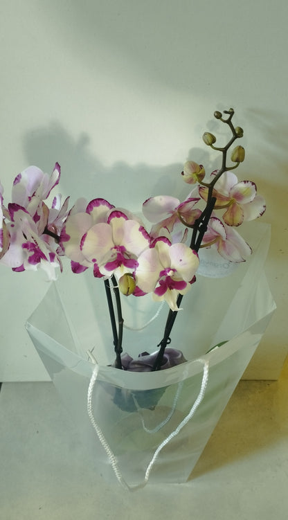 Két ágas élő orhidea díszcsomagolva tasakban