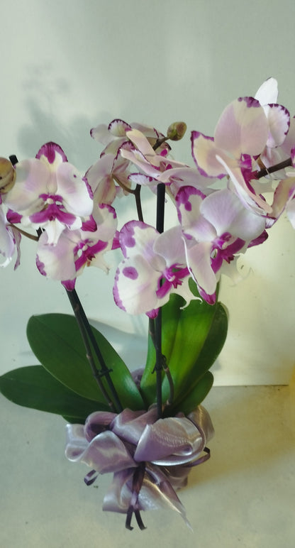 Két ágas orhidea  díszcsomagolva tasakban