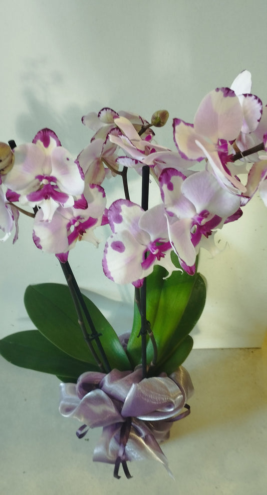 Két ágas orhidea  díszcsomagolva tasakban